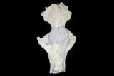 Oreodont (Merycoidodon) Partial Skull - Wyoming #113029-6